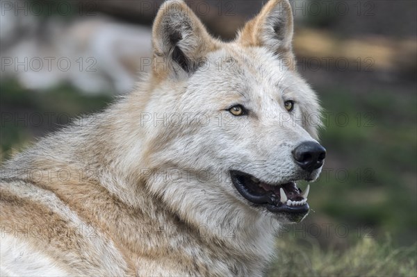 Northwestern wolf