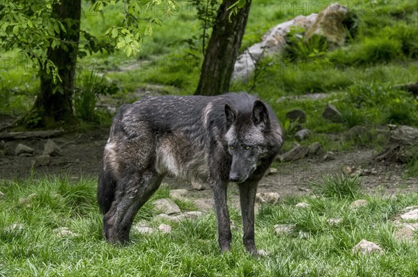 Black Northwestern wolf - Photo12-imageBROKER-alimdi-Arterra