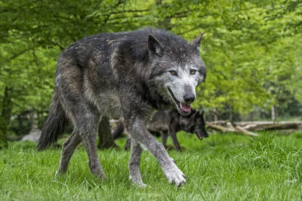 Two black Northwestern wolves