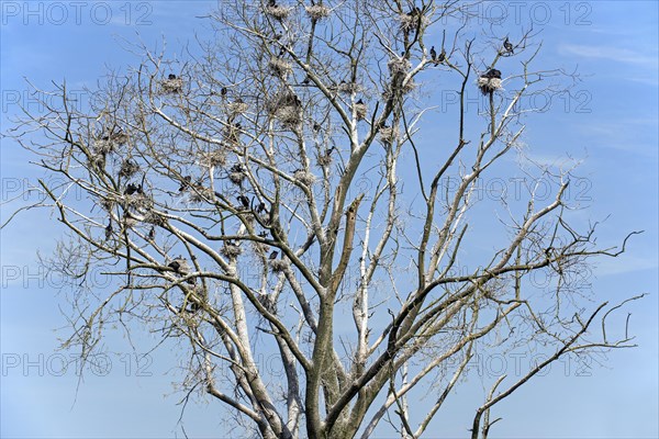 Colony of great cormorants