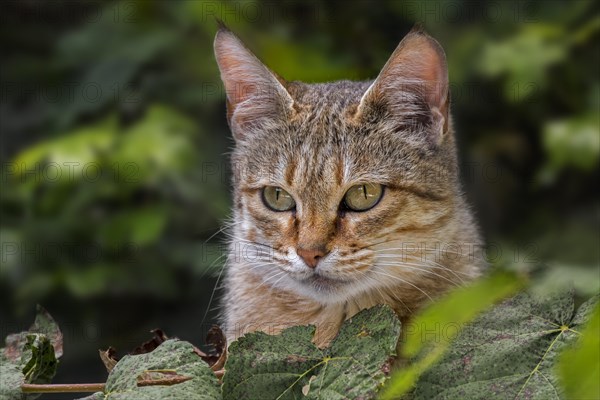 Arabian wildcat