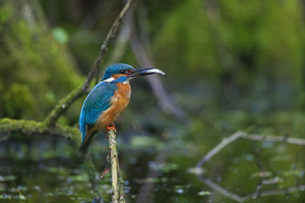 Common kingfisher