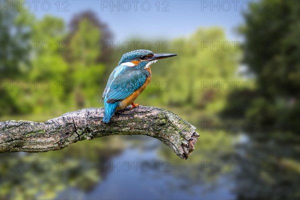 Common kingfisher