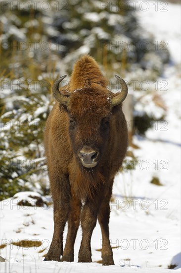 Bison