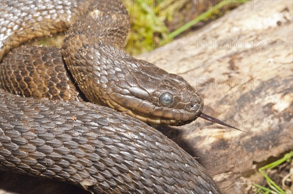 Northern water snake