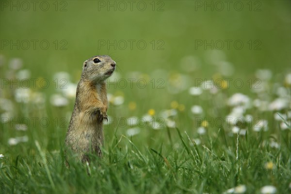 European ground squirrel