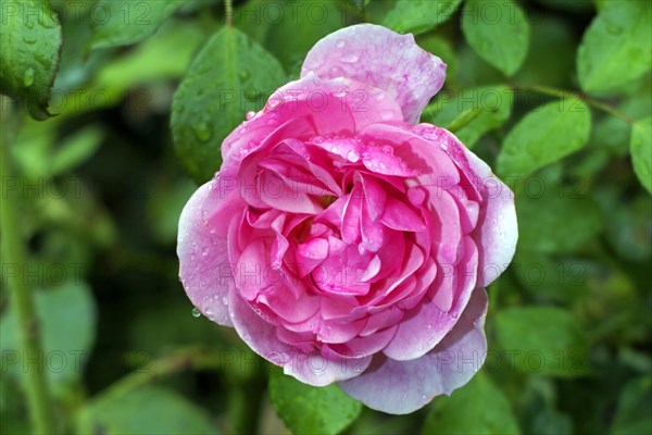 Garden rose Summer Wind