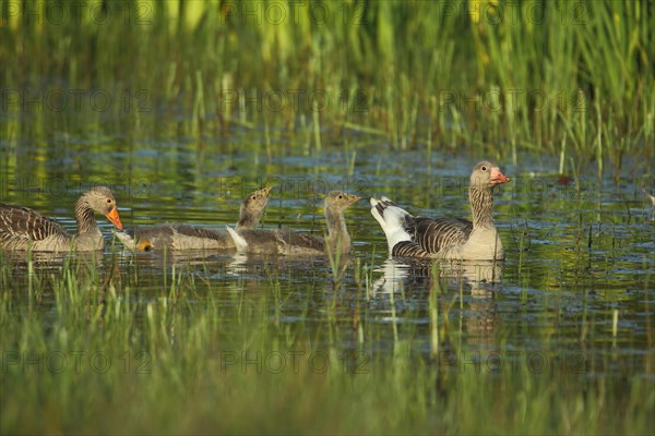 Greylag Goose