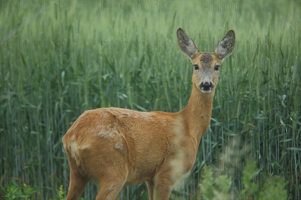 European roe deer