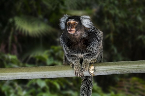 Common marmoset