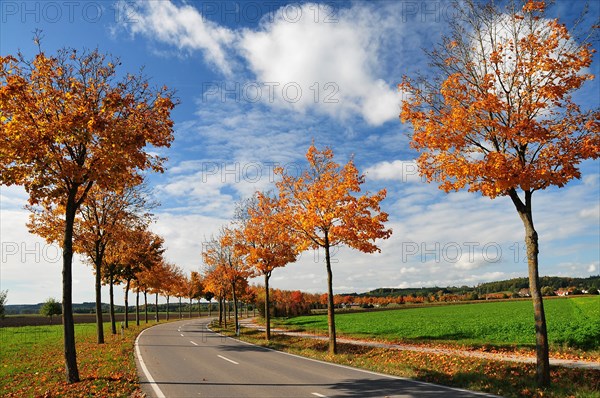 Maple avenue in autumn