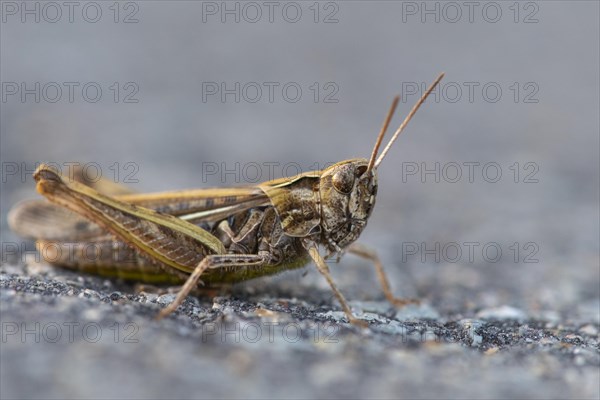 Grasshopper