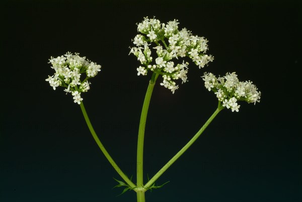 Valerian