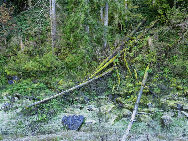 Deadwood overgrown with moss