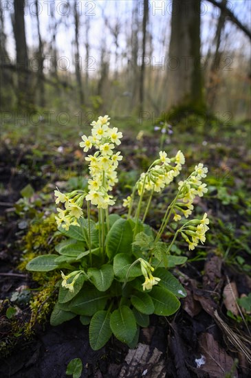 True oxlip