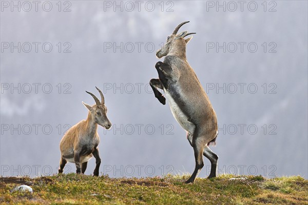 Two young alpine ibexes