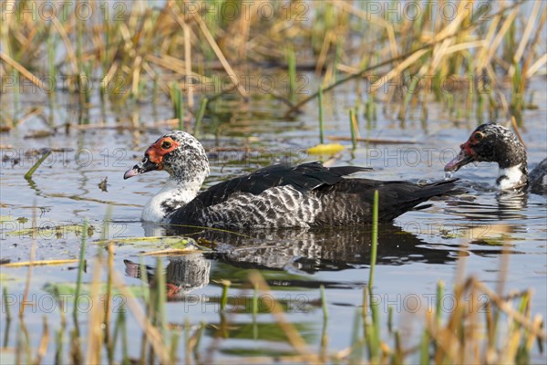 Warty Duck