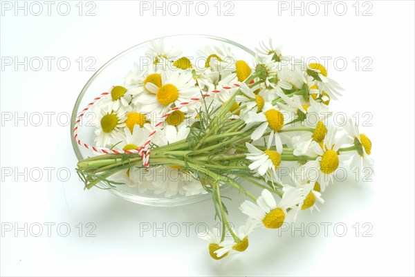 Medicinal plant Chamomile