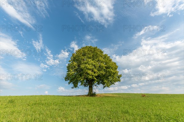 Lone basswood tree on a hill in the landscape. Jura