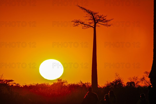 Backlight of the Avenue de Baobabs at sunset near Morondavia