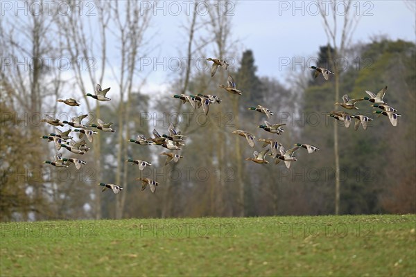 A group of Mallard