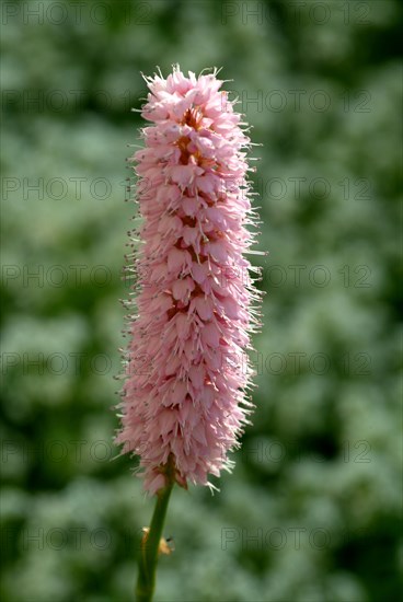 Medicinal plant Meadow knotweed