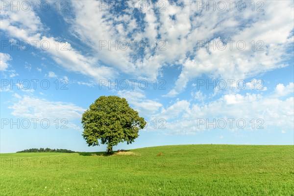 Lone basswood tree on a hill in the landscape. Jura