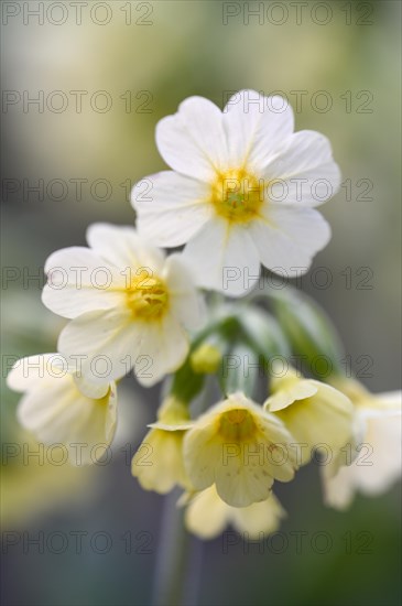 True oxlip