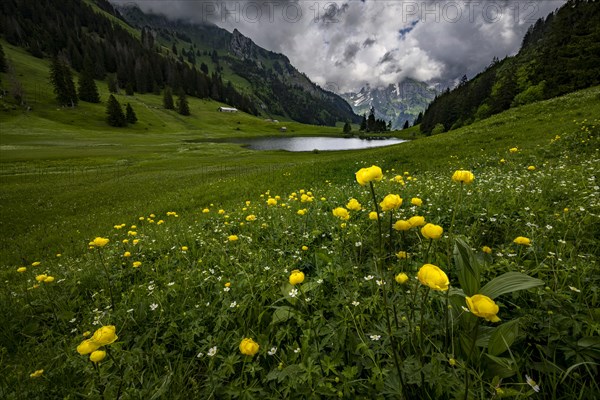 Globeflowers