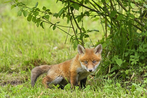 Red fox