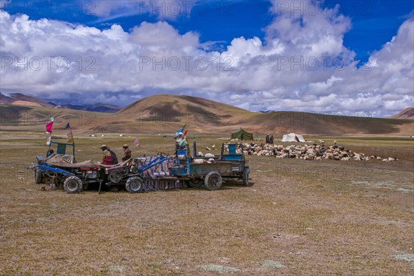 Tibetan shepards shaving sheeps along the road from Tsochen to Lhasa