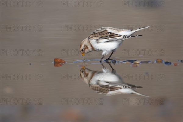 Snow bunting