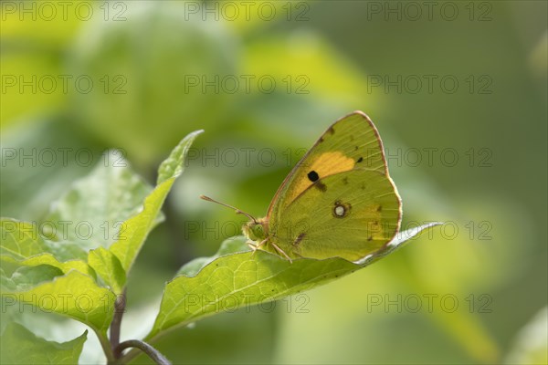 Clouded yellow butterfly