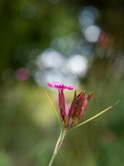 Common rock-rose