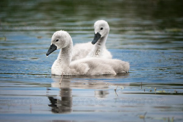 Two young Mute Swan