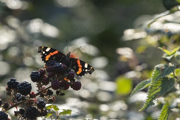 Red admiral