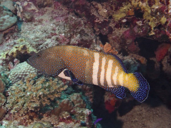 Bluespotted grouper