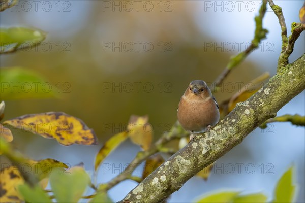 Common chaffinch