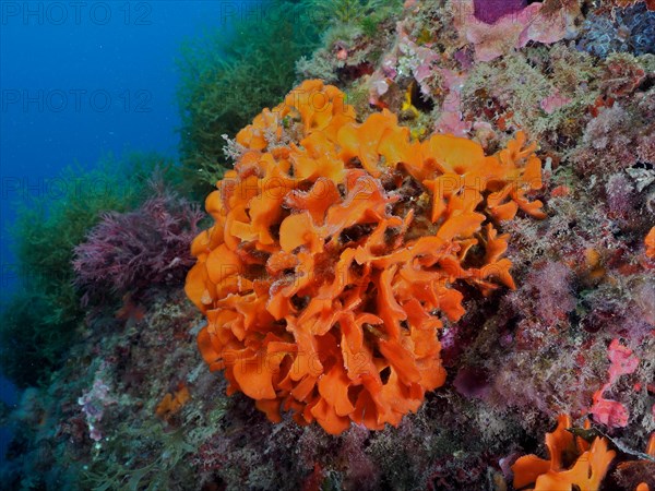 Orange spiny sponge