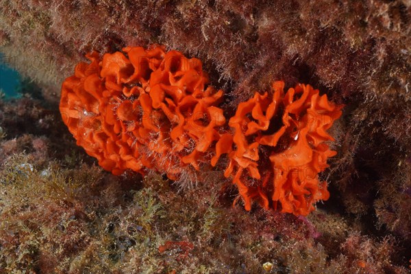 Orange spiny sponge