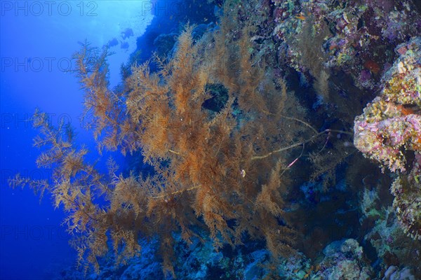 Black bushy black coral