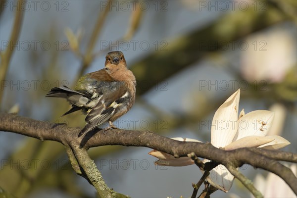 Common chaffinch