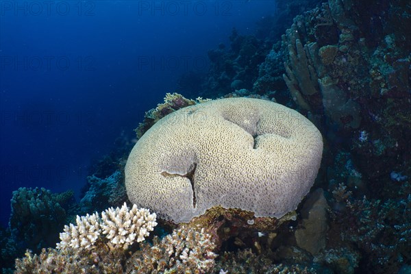 Edwards star coral