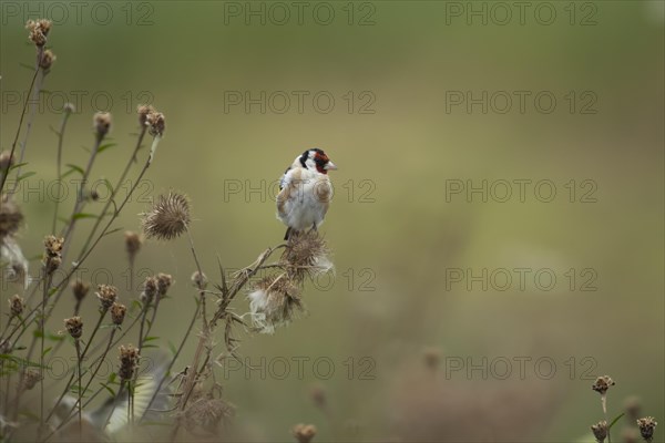 European goldfinch