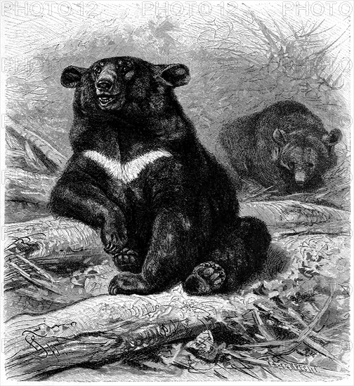 Collar bear