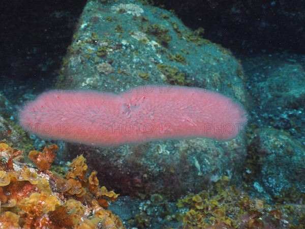 Pink pyrosomes