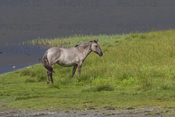 Konik