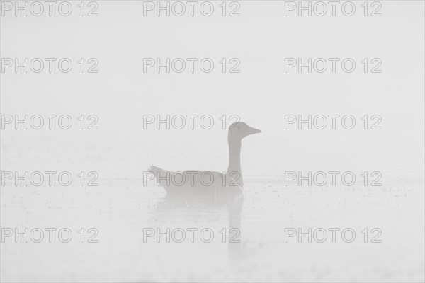 Silhouette of greylag goose