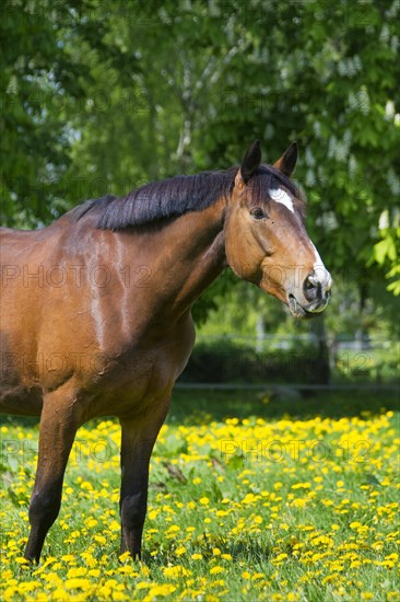 Bay coloured Trakehner horse