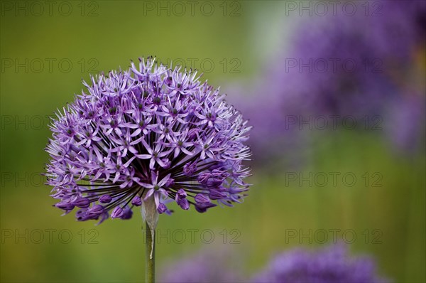 Allium or ornamental leek